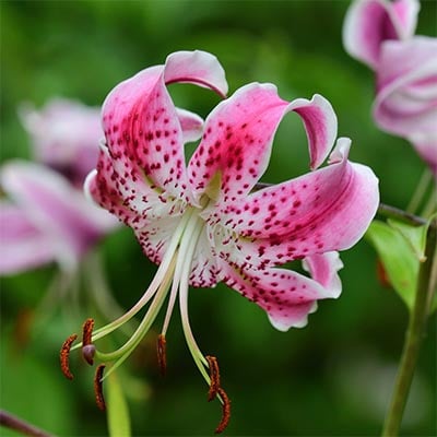 Are pink lilies hot sale poisonous to dogs